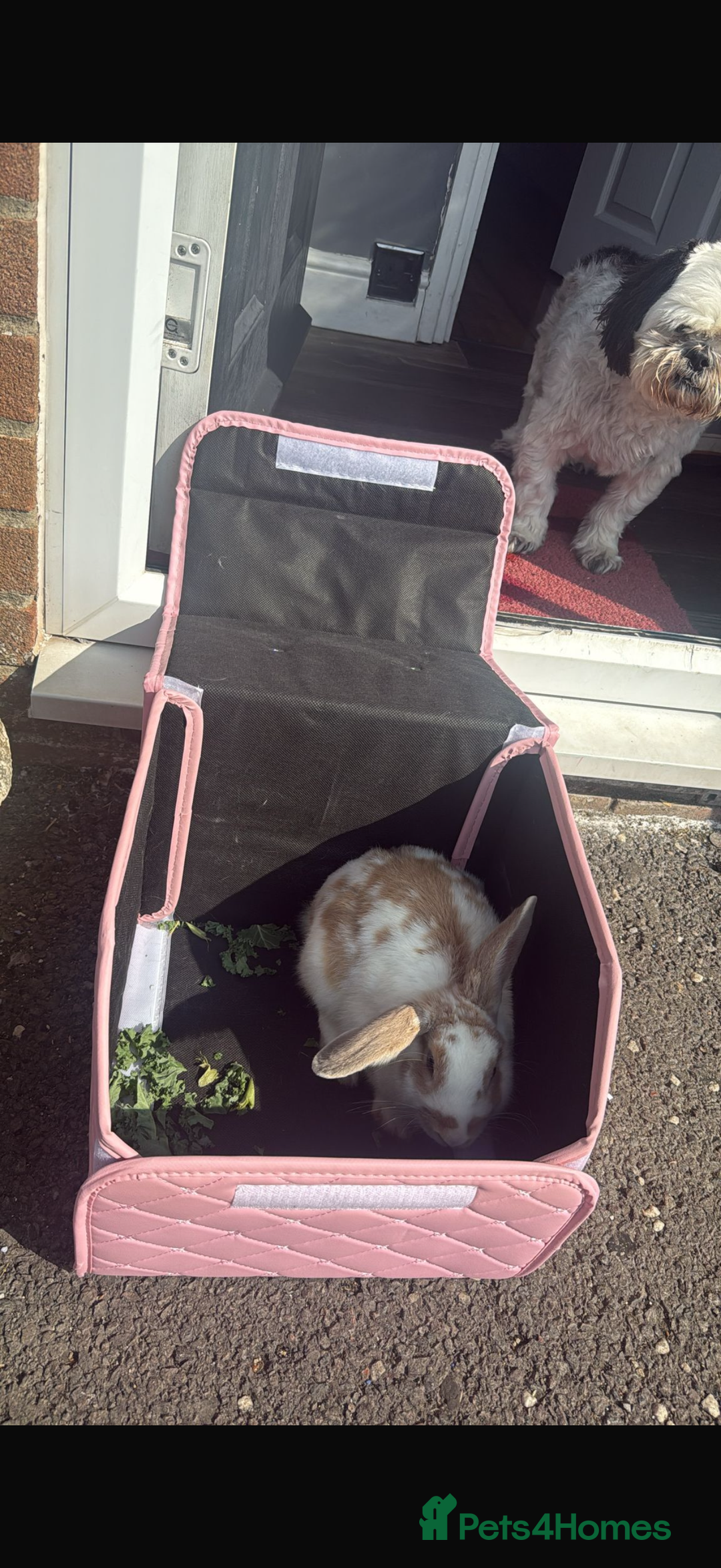 English Lop rabbits for sale: english lop beautiful rabbit Benji - Advert 3