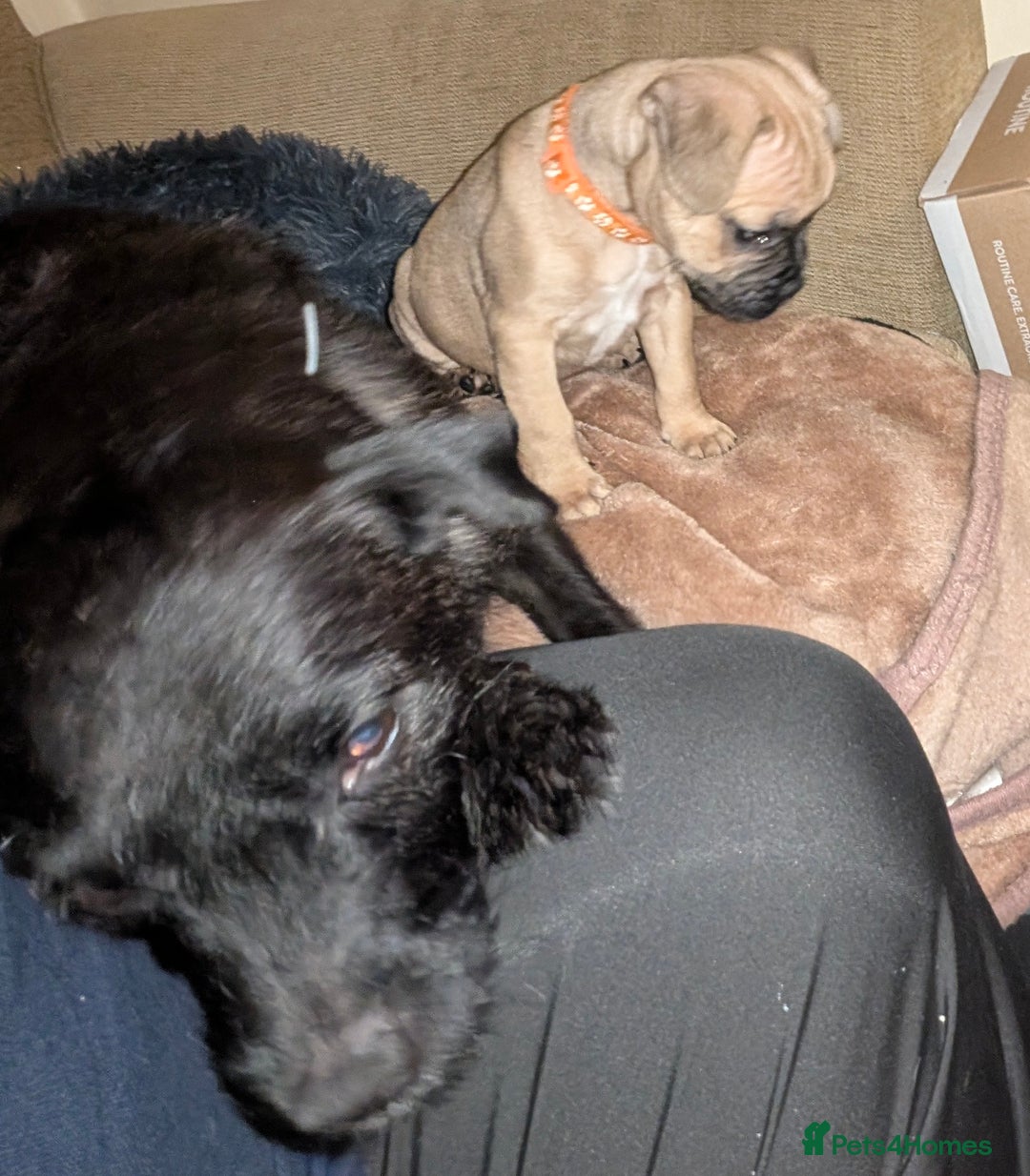 Mixed Breed dogs for sale: Puppy Northern Ireland  - Advert 6