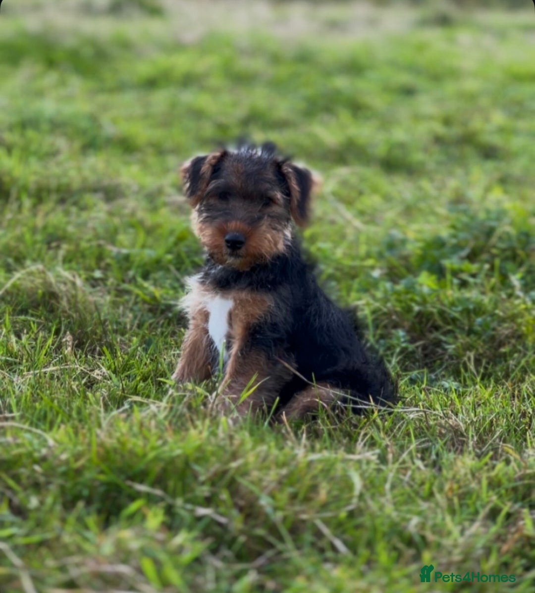 Welsh Terrier dogs for sale: WELSH TERRIER BOY PUPPY - Image 11