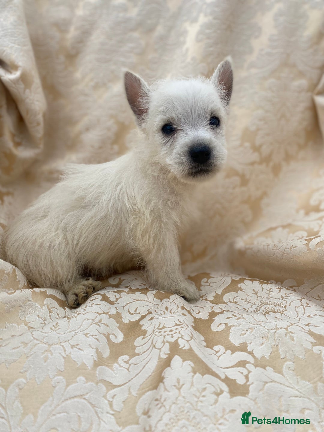 West Highland Terrier dogs for sale: West highland terriers - Image 11
