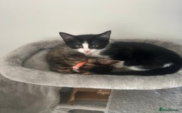 British Longhair cats for sale: Sweet natured,beautiful kitten&seresto fleaCollar  - Image 5
