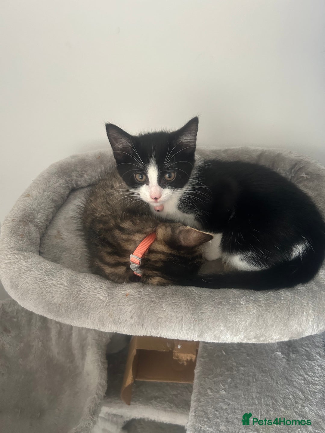 British Longhair cats for sale: Sweet natured,beautiful kitten&seresto fleaCollar  - Image 5