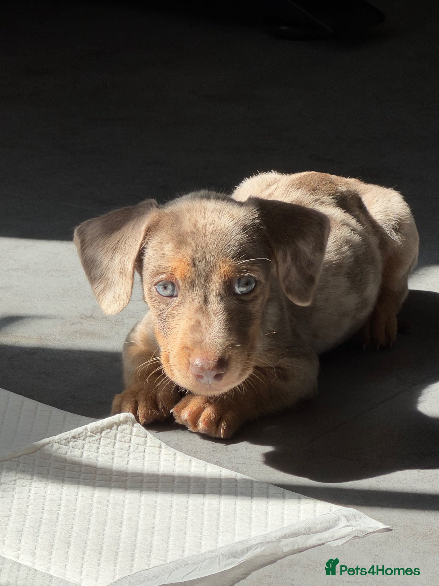 Miniature Dachshund dogs Miniature Dachshunds - Advert 1