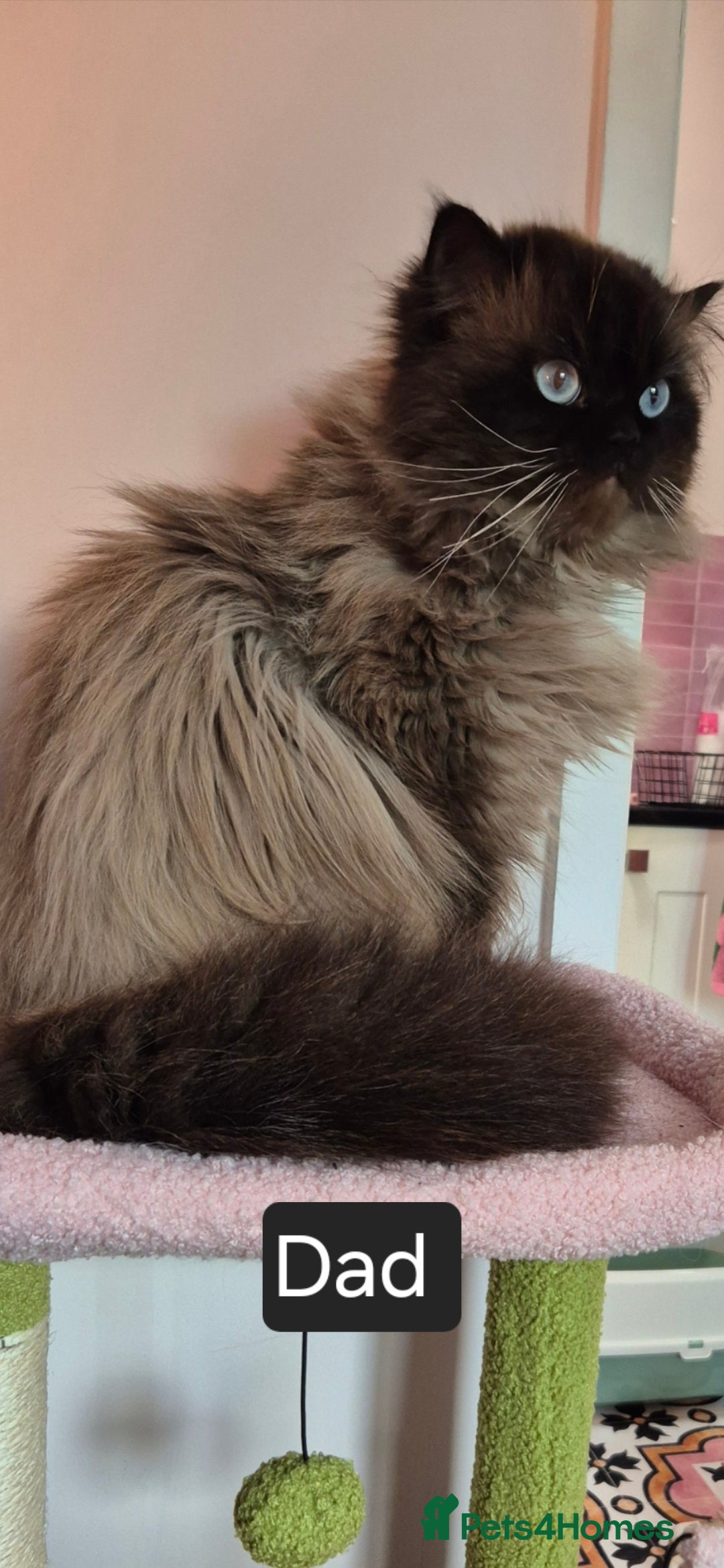 Persian cats for sale: Gorgeous Persian kittens! READY FOR  ** ! - Advert 9