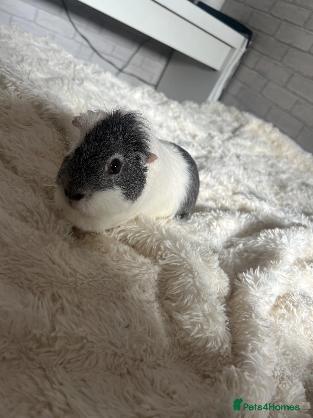 Guinea Pig rodents for sale: 2 male guinea pigs in Stockport - Advert 2