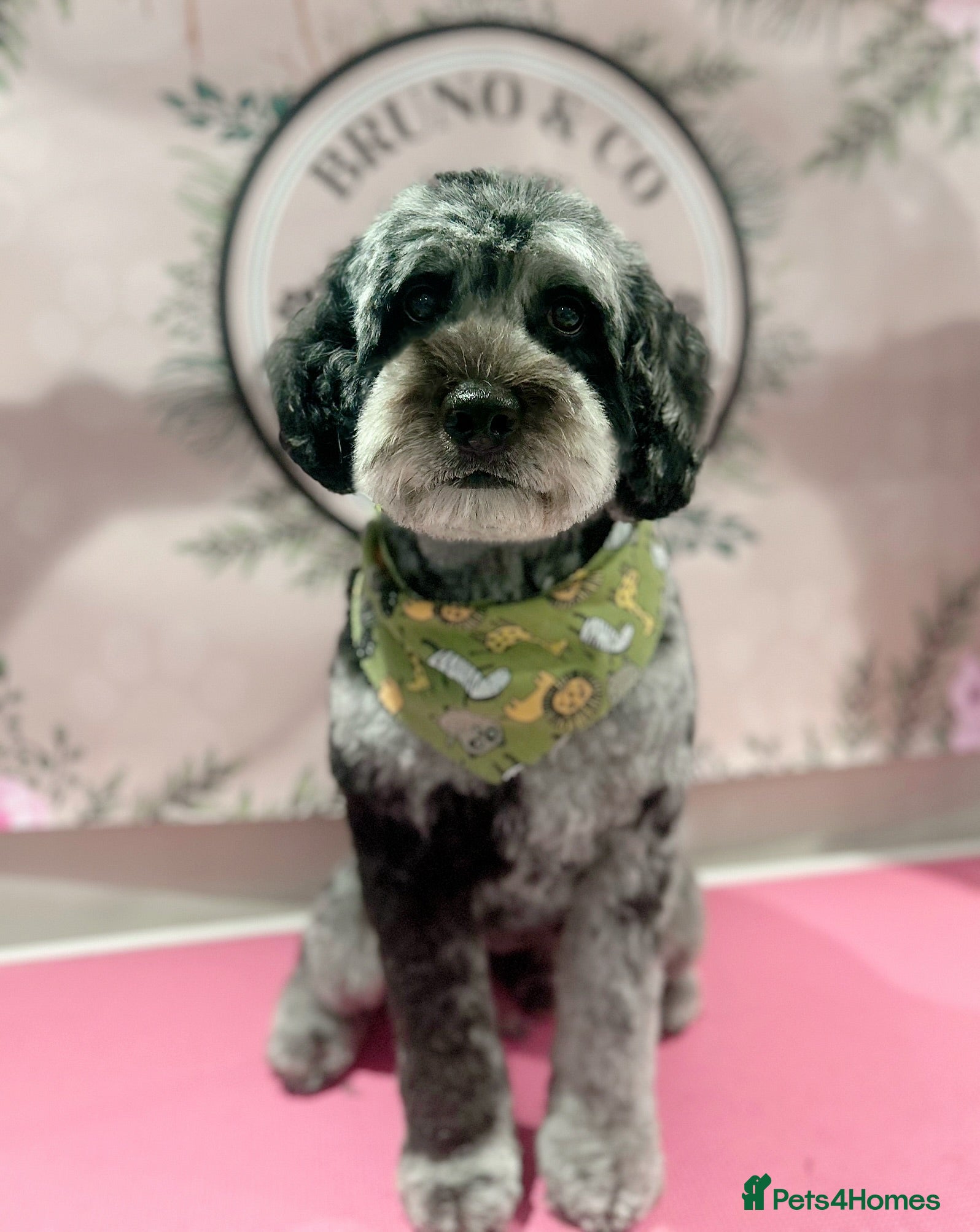 Labradoodle dogs Gorgeous blue Merle labradoodle stud in Swadlincote - Advert 4