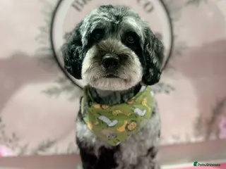 Labradoodle dogs Gorgeous blue Merle labradoodle stud in Swadlincote - Advert 1