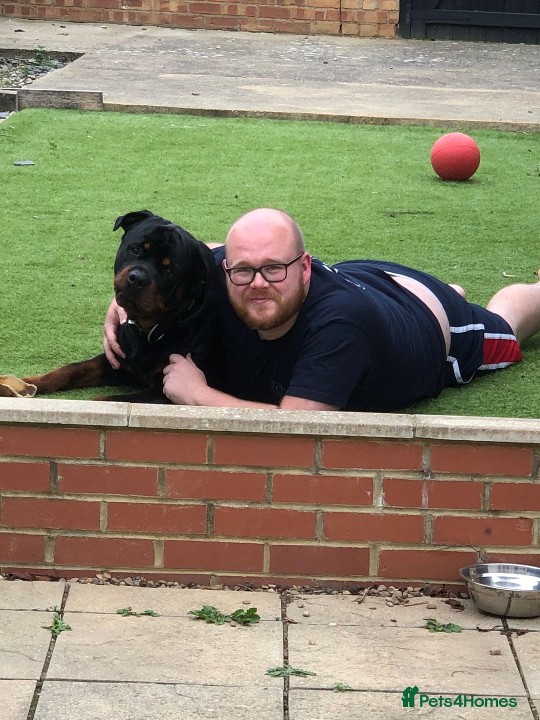 Rottweiler dogs for sale: Rottweiler needs a loving forever home  - Advert 21