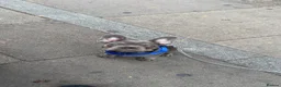 French Bulldog dogs for sale: French bulldog puppy  - Advert 8