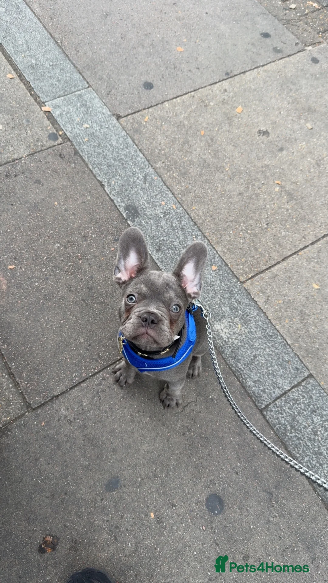 French Bulldog dogs for sale: French bulldog puppy  - Advert 8