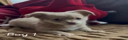Chihuahua dogs for sale: Chihuahua puppies 🐶  - Advert 29