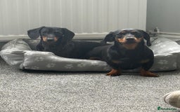 Miniature Dachshund dogs for sale: 2x Miniature Dachshund  - Image 1