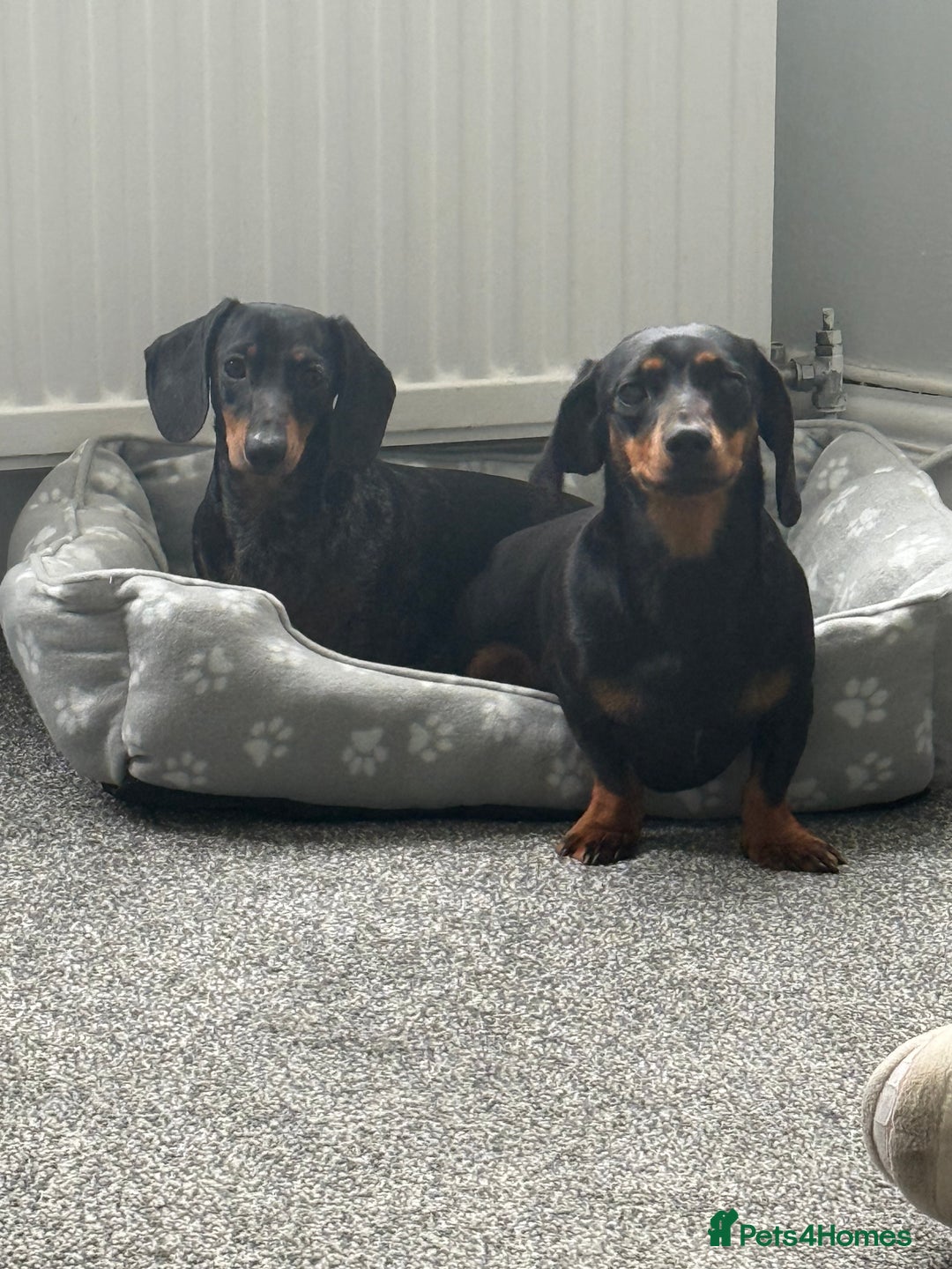 Miniature Dachshund dogs for sale: 2x Miniature Dachshund  - Image 1