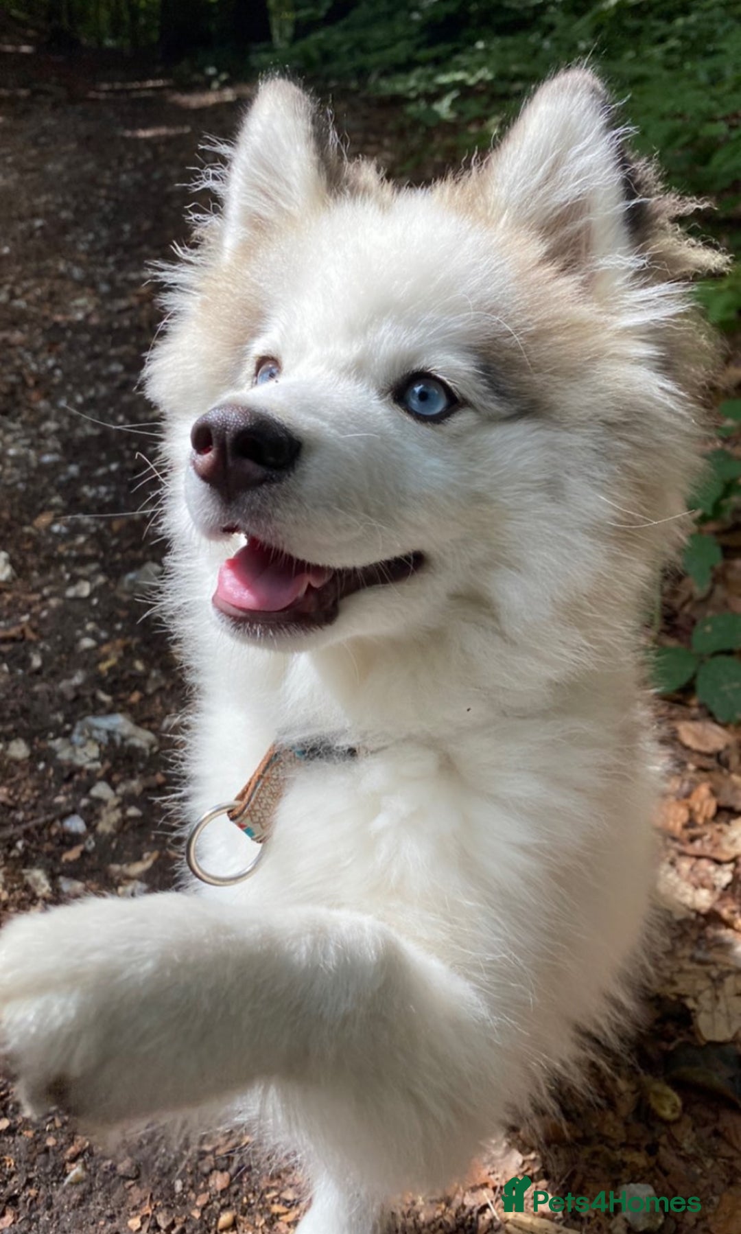 Pomsky dogs for stud: Stunning Pomsky F3 available for stud - Image 2