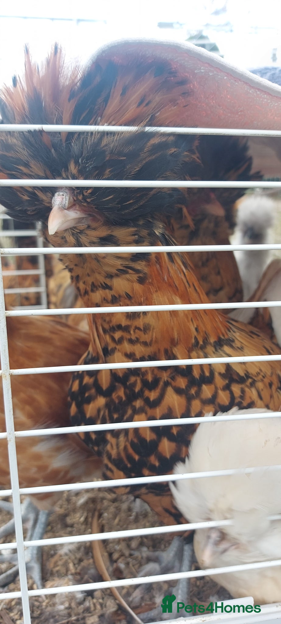 Chickens poultry 5 x polish roosters for new home  - Advert 2