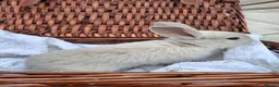Mini Lop rabbits for sale: 6x Pure breed mini lop baby rabbits - Advert 26