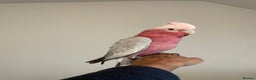 Cockatoo birds for sale: 100% SILLY TAME HAND REARED BABY GALAH COCKATOO - Advert 4