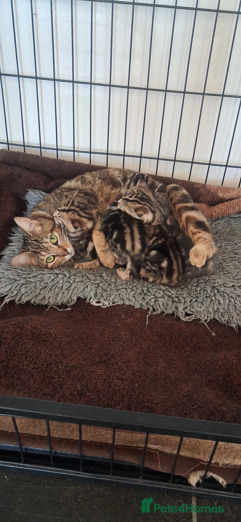 Bengal cats Beautiful part Bengal kittens - Advert 3