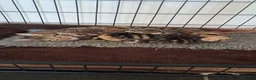 Bengal cats for sale: Beautiful part Bengal kittens - Advert 1