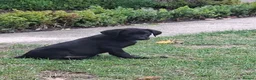 Labrador Retriever dogs for sale: Lab pups  in Lincoln - Advert 9
