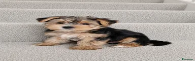 Yorkshire Terrier 5