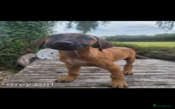 Rhodesian Ridgeback dogs for sale: KC reg chunky handsome pups - Image 27