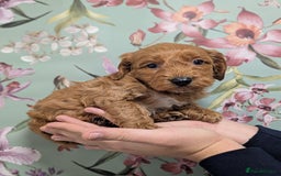 Cockapoo dogs for sale: Show type Cockapoos DNA CLEAR  - Image 12
