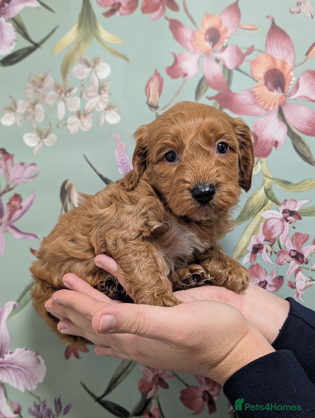 Cockapoo dogs for sale: Show type Cockapoos DNA CLEAR  - Image 12