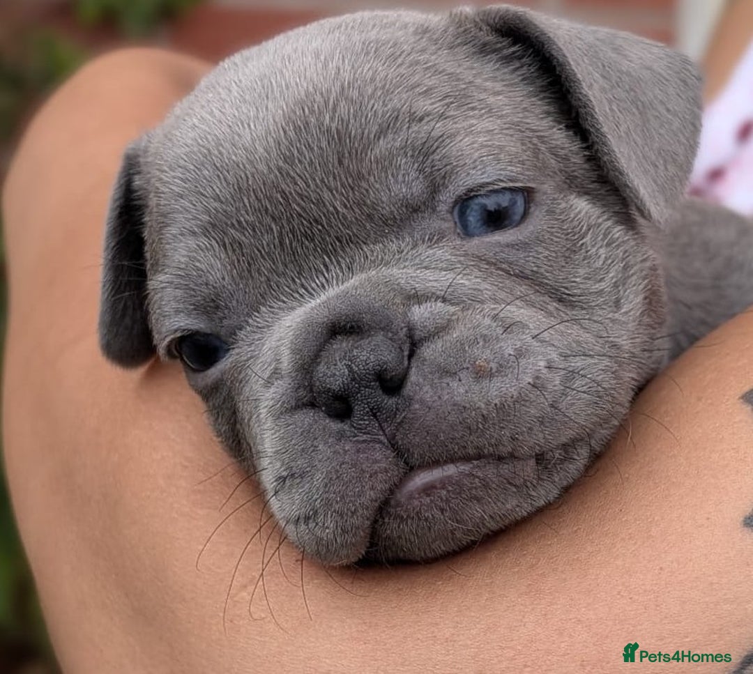 French Bulldog dogs for sale: Stunning French bulldog puppies 🐕 - Image 19