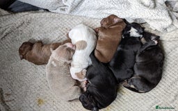 Mixed Breed dogs for sale: Frenchie cross - Image 2