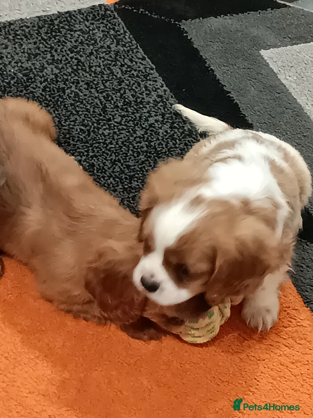 Cavalier King Charles Spaniel dogs for sale: 2 Girl Cavalier King Charles Spaniels. - Advert 3