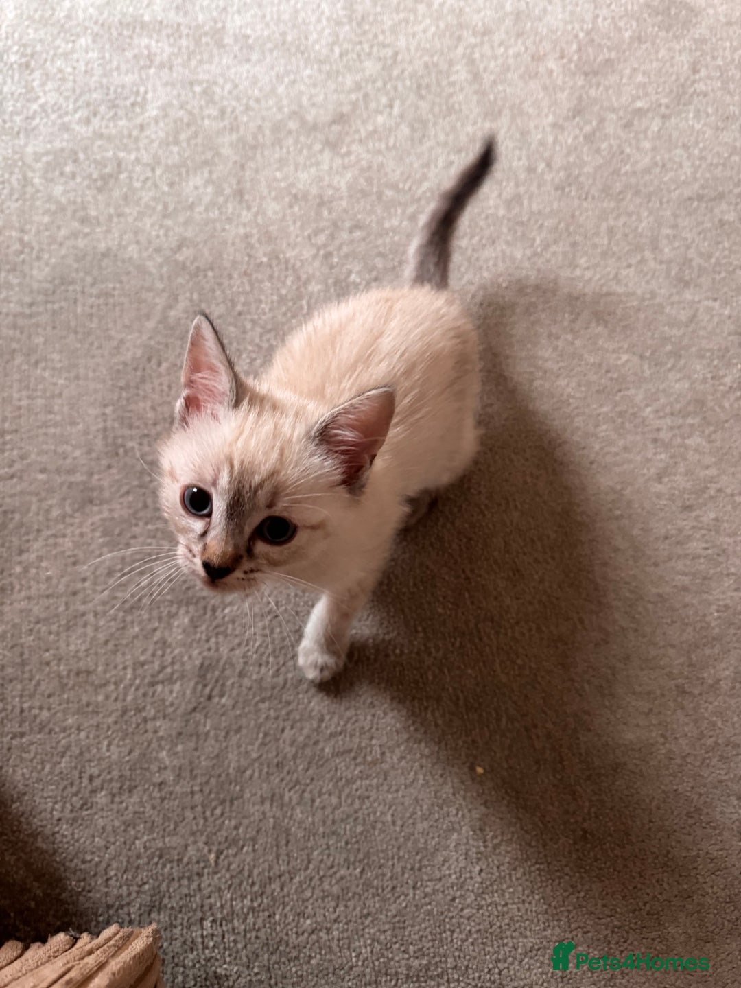 Ragdoll cats for sale: ragdoll x bsh - Advert 2