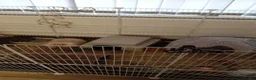 Angora rabbits for sale: 2 male English angora rabbits  in Oldham - Advert 4