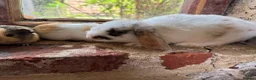 Mixed Breed rabbits for sale: Two babies ready to leave now (8 weeks old) - Advert 5