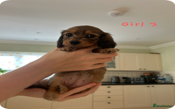 Miniature Dachshund dogs for sale: UPDATED PHOTOS - Long Haired Miniature Dachshunds  - Image 11