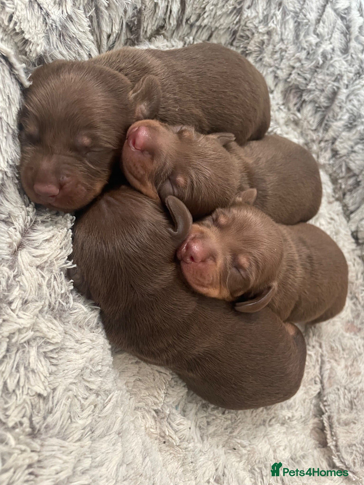 Dachshund dogs Dachshund puppies for sale ☺️ - Advert 3