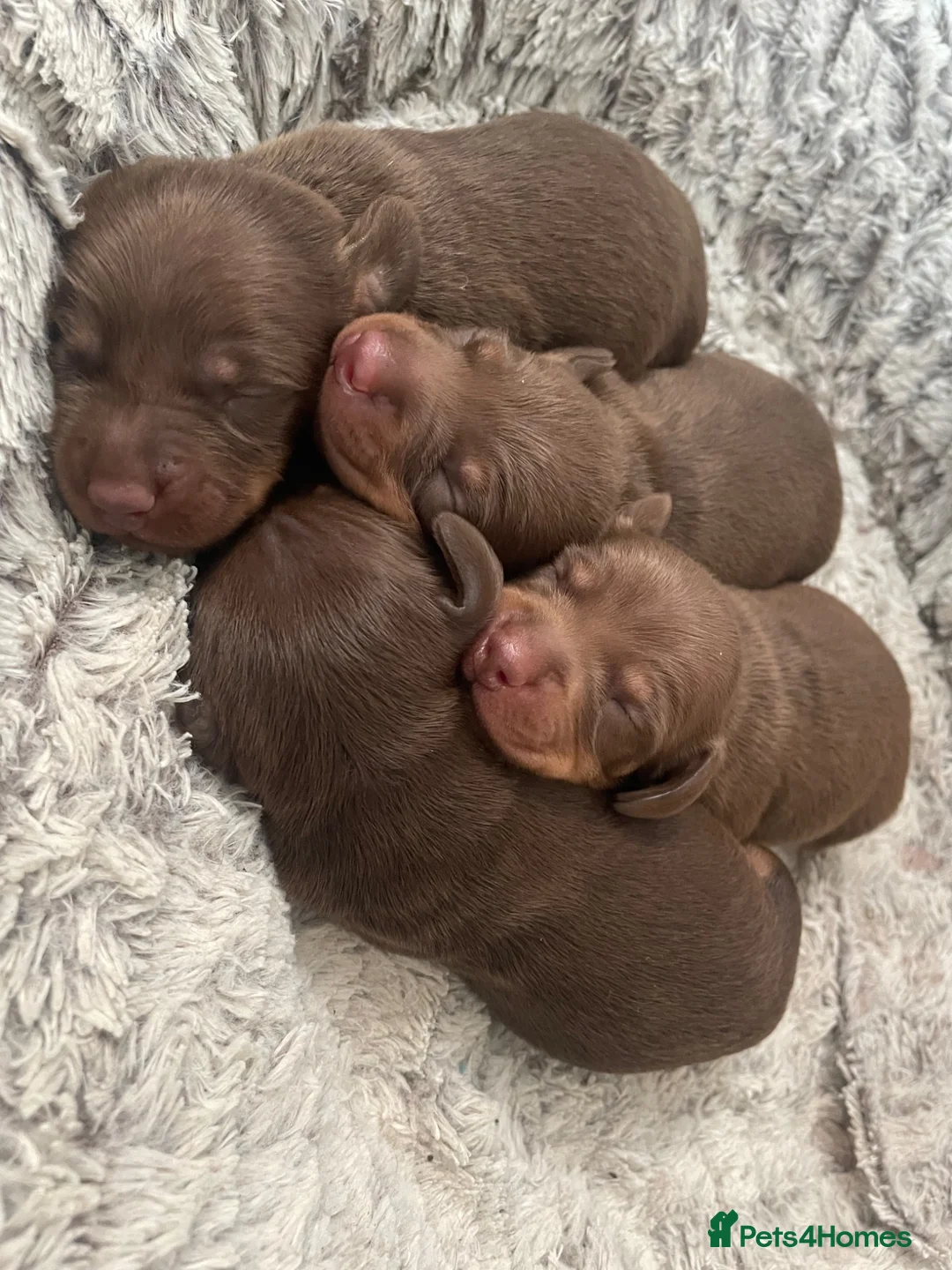 Dachshund dogs for sale: Dachshund puppies for sale ☺️ in Hockley - Advert 1