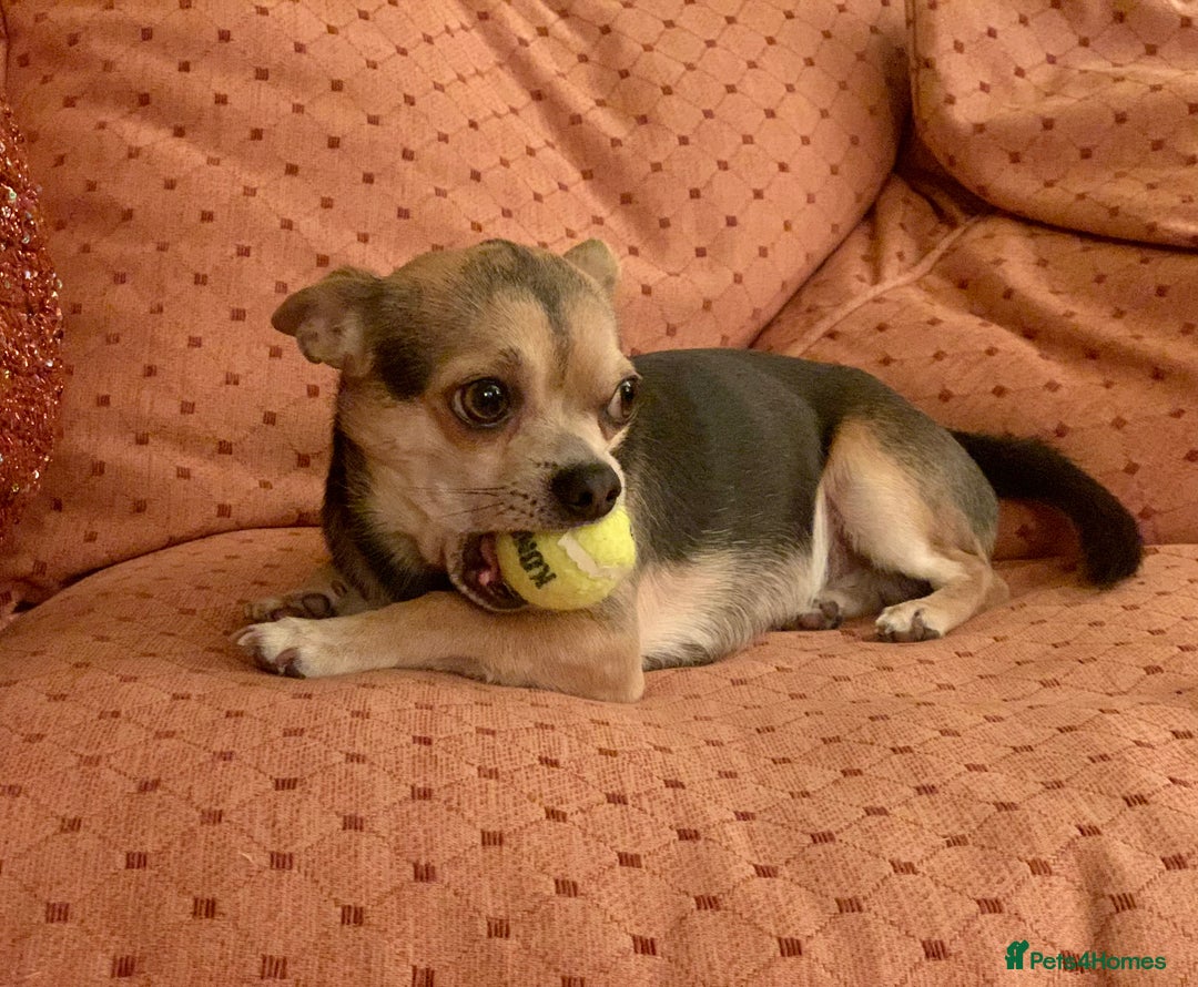 Chihuahua dogs for stud: Kenobi  - Advert 18