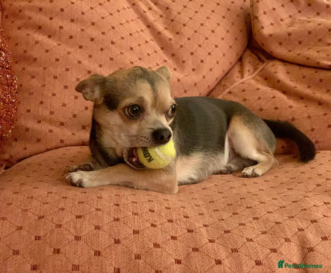 Chihuahua dogs for stud: Kenobi  - Advert 18