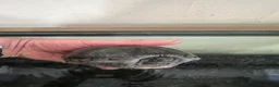 Turtle reptiles for sale: 2common musk turtles  in Halifax - Advert 6