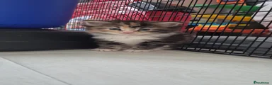 Maine Coon Kitten 4