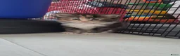 Maine Coon cats for sale: Half maincoone kittens - Advert 15