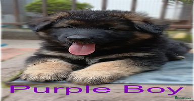 German Shepherd dogs - Advert 2