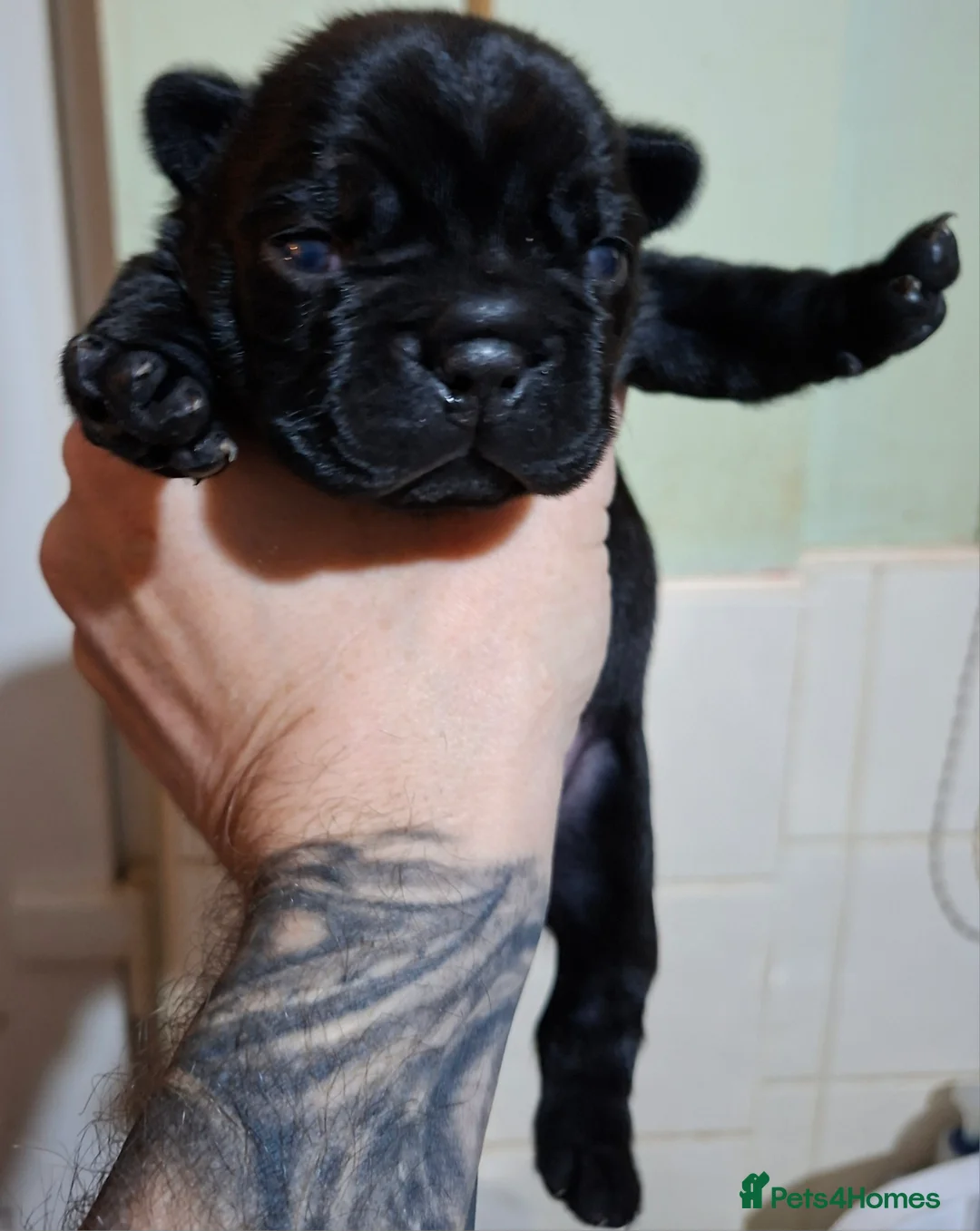 French Bulldog dogs for sale: 5 french bulldog  fluffy - Advert 5