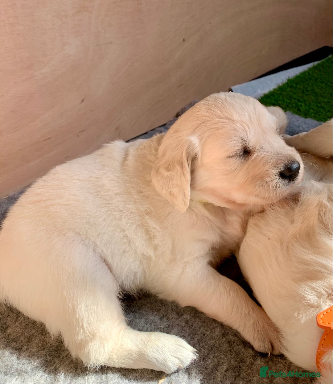 Golden Retriever dogs for sale: 1 BOY LEFT! Beautiful KC Golden Retriever Puppies! in Llanfyrnach - Image 14