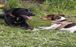 Mixed Breed dogs for adoption: Lexie the lack beauty - Image 5