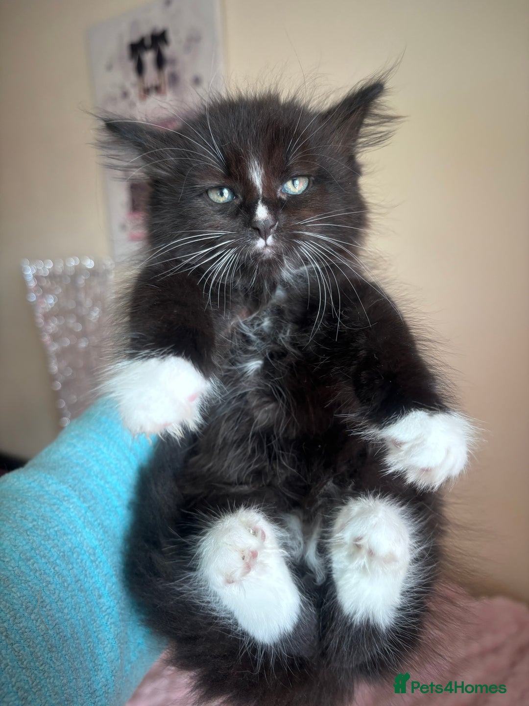 Maine Coon cats for sale: Maine Coon Cross Kittens  - Image 19