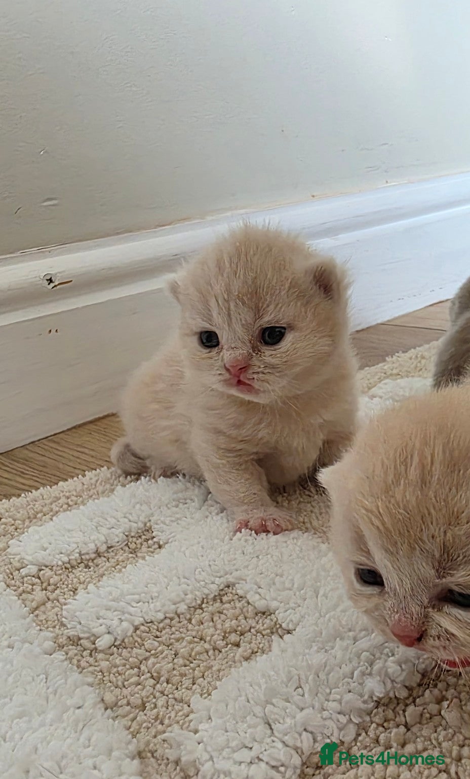 British Shorthair cats Exceptional quality British shorthair kittens  - Advert 3
