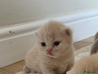 British Shorthair cats Exceptional quality British shorthair kittens - Advert 3