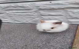 Lionhead rabbits for sale: Wonderful bunnies 07405173733  - Image 15